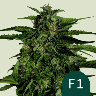 Apollo F1 Automatic (Royal Queen Seeds) Feminiserade cannabisfr&ouml;n