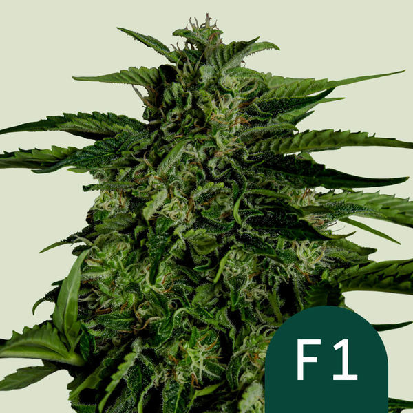 Apollo F1 Autoflower (Royal Queen Seeds) Feminiserade