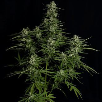 Titan F1 Autoflower (Royal Queen Seeds) Feminiserade
