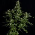 Titan F1 Autoflower (Royal Queen Seeds) Feminiserade