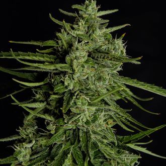 Titan F1 Autoflower (Royal Queen Seeds) Feminiserade