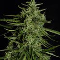 Titan F1 Autoflower (Royal Queen Seeds) Feminiserade