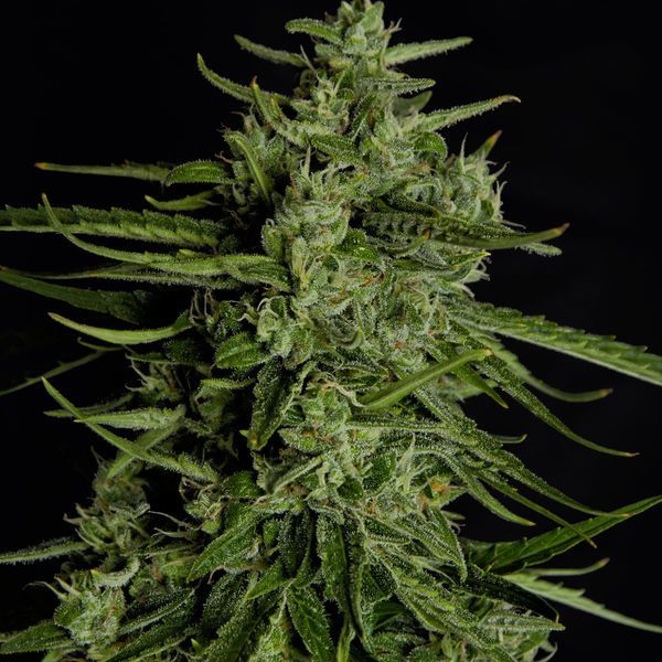 Titan F1 Autoflower (Royal Queen Seeds) Feminiserade