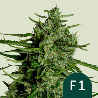 Titan F1 Automatic (Royal Queen Seeds) Feminiserade cannabisfr&ouml;n