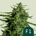 Titan F1 Autoflower (Royal Queen Seeds) Feminiserade