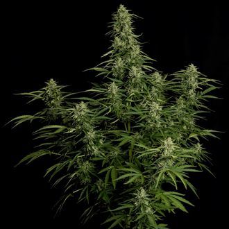 Milky Way F1 Autoflower (Royal Queen Seeds) Feminiserade