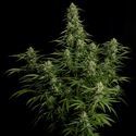 Milky Way F1 Autoflower (Royal Queen Seeds) Feminiserade