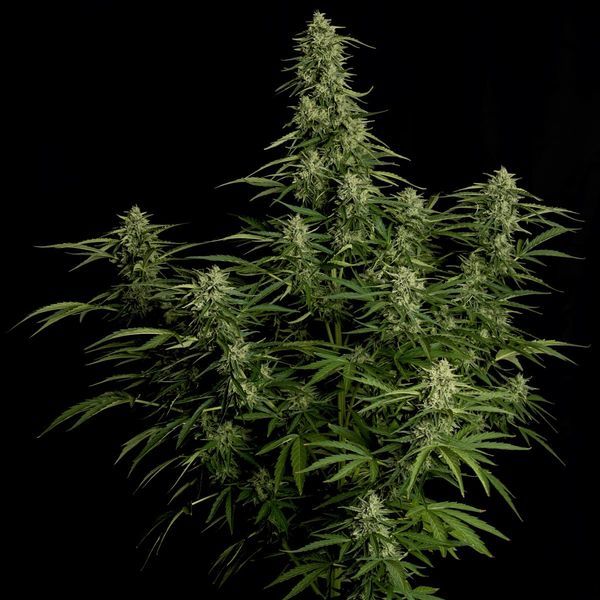 Milky Way F1 Autoflower (Royal Queen Seeds) Feminiserade