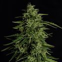 Milky Way F1 Autoflower (Royal Queen Seeds) Feminiserade