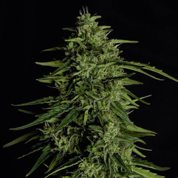 Milky Way F1 Autoflower (Royal Queen Seeds) Feminiserade