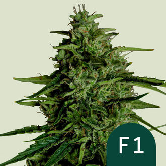 Milky Way F1 Autoflower (Royal Queen Seeds) Feminiserade