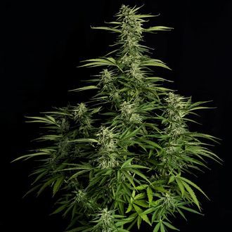 Orion F1 Auto (Royal Queen Seeds) Feminiserade