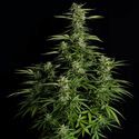 Orion F1 Auto (Royal Queen Seeds) Feminiserade