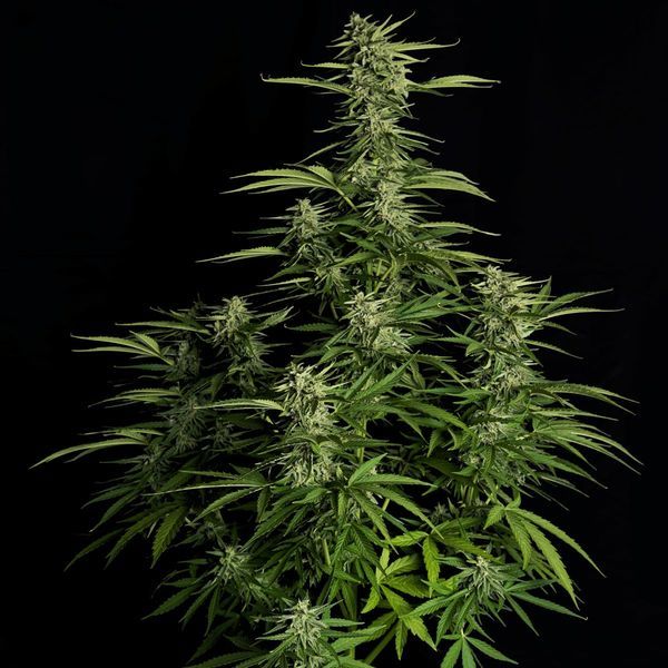 Orion F1 Auto (Royal Queen Seeds) Feminiserade