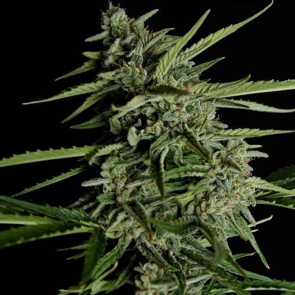 Orion F1 Auto (Royal Queen Seeds) Feminiserade