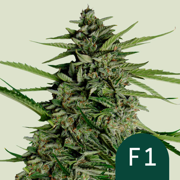 Orion F1 Auto (Royal Queen Seeds) Feminiserade