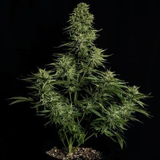 Cosmos F1 CBD Autoflower (Royal Queen Seeds) Feminiserade