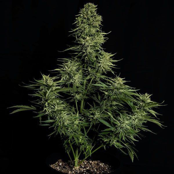 Cosmos F1 CBD Autoflower (Royal Queen Seeds) Feminiserade