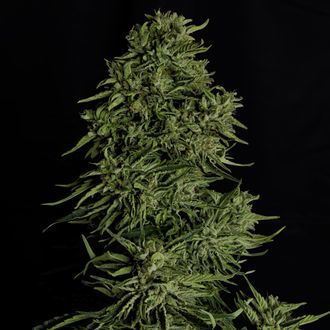 Cosmos F1 CBD Autoflower (Royal Queen Seeds) Feminiserade