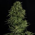 Cosmos F1 CBD Autoflower (Royal Queen Seeds) Feminiserade