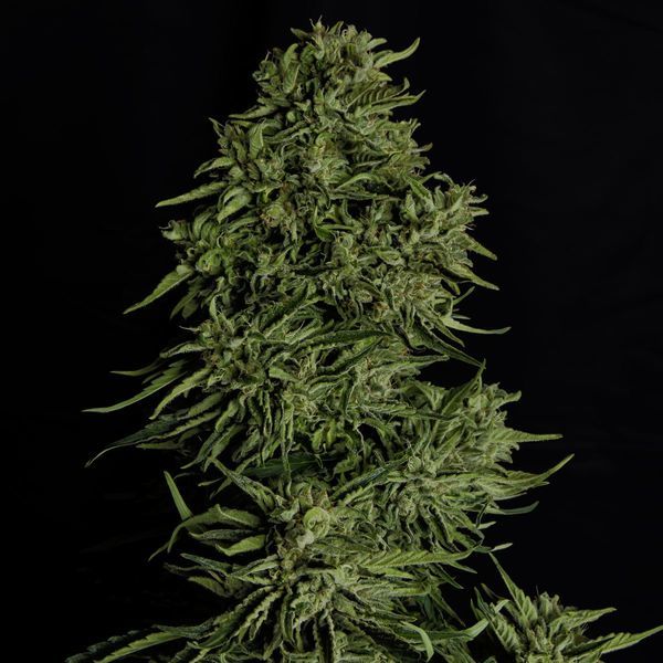 Cosmos F1 CBD Autoflower (Royal Queen Seeds) Feminiserade