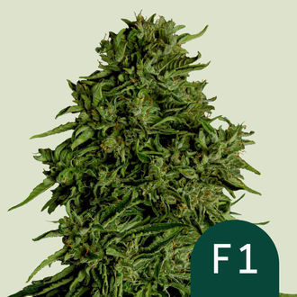 Cosmos F1 CBD Autoflower (Royal Queen Seeds) Feminiserade