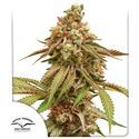 Tropical Tangie (Dutch Passion) Feminiserade