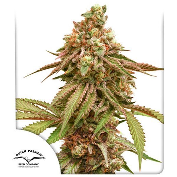 Tropical Tangie (Dutch Passion) Feminiserade