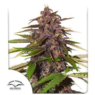 Auto Forbidden Cherry (Dutch Passion) feminiserade