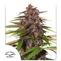 Auto Forbidden Cherry (Dutch Passion) Feminiserade
