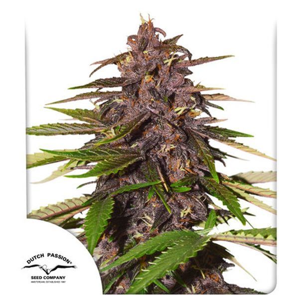 Auto Forbidden Cherry (Dutch Passion) Feminiserade