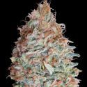Banana Cookies (Advanced Seeds) Feminiserade