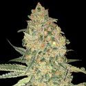 Bruce Banner (Advanced Seeds) Feminiserade
