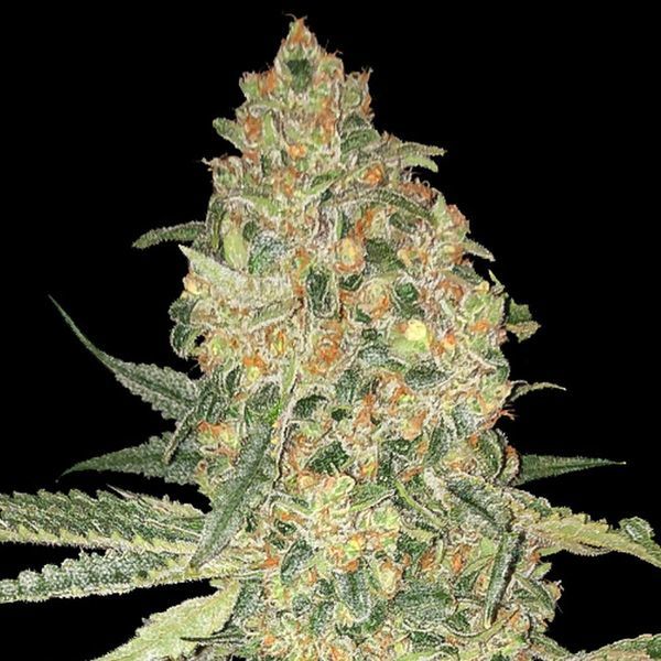Bruce Banner (Advanced Seeds) Feminiserade