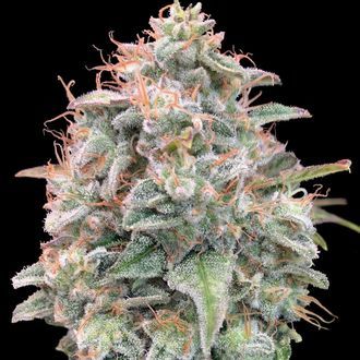 Auto Banana Cookies (Advanced Seeds) Feminiserade