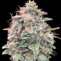 Auto Banana Cookies (Advanced Seeds) Feminiserade