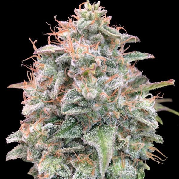 Auto Banana Cookies (Advanced Seeds) Feminiserade