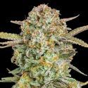 Auto Bruce Banner XXL (Advanced Seeds) Feminiserade