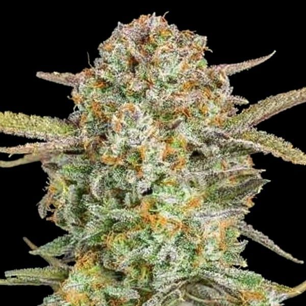 Auto Bruce Banner XXL (Advanced Seeds) Feminiserade