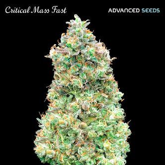 Critical Mass Fast (Advanced Seeds) feminiserade cannabisfr&ouml;n