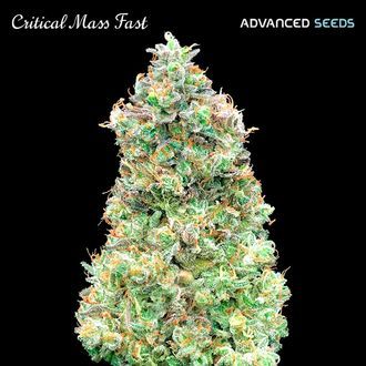 Critical Mass Fast (Advanced Seeds) Feminiserade