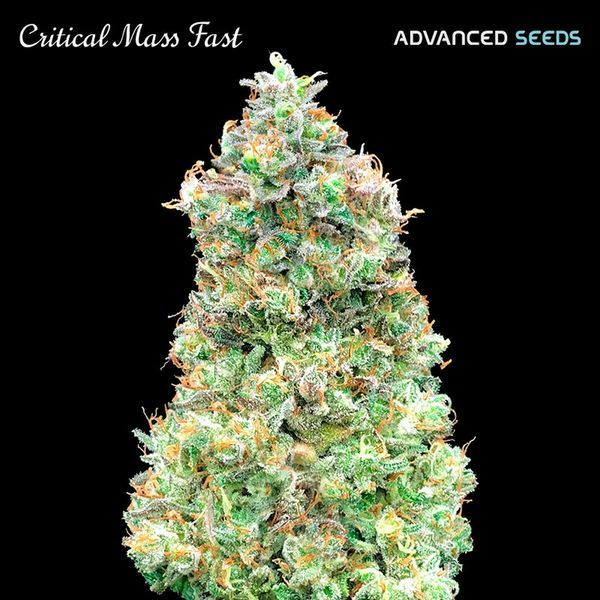 Critical Mass Fast (Advanced Seeds) Feminiserade