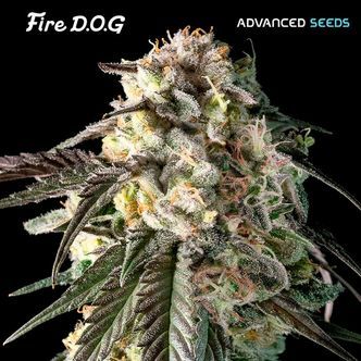 Fire DOG (Advanced Seeds) feminiserade