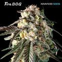 Fire DOG (Advanced Seeds) Feminiserade