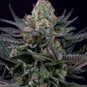 Caramba (Paradise Seeds) Feminiserade