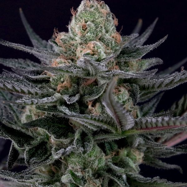 Caramba (Paradise Seeds) Feminiserade