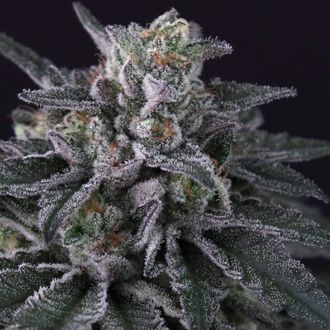 Gulupa (Paradise Seeds) Feminiserade