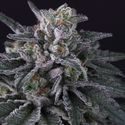 Gulupa (Paradise Seeds) Feminiserade