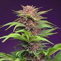 Red Mimosa XL Auto (Sweet Seeds) Feminiserade