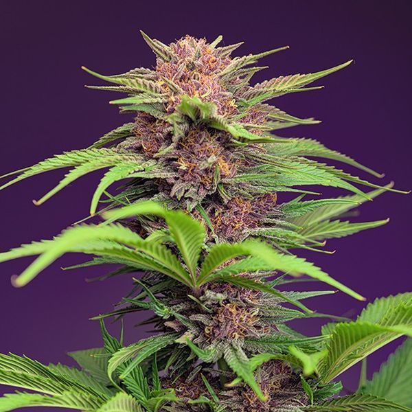 Red Mimosa XL Auto (Sweet Seeds) Feminiserade